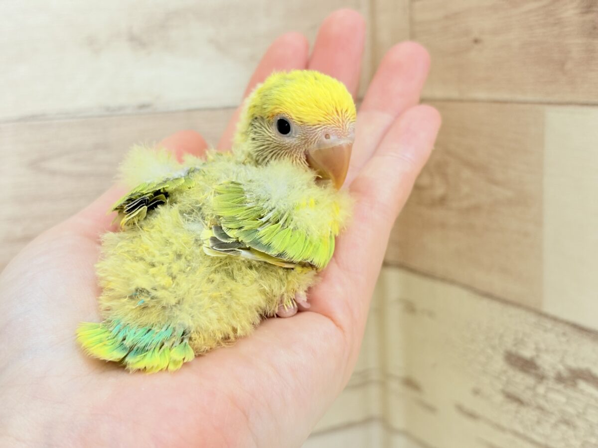 コザクラインコ（小桜インコ）
