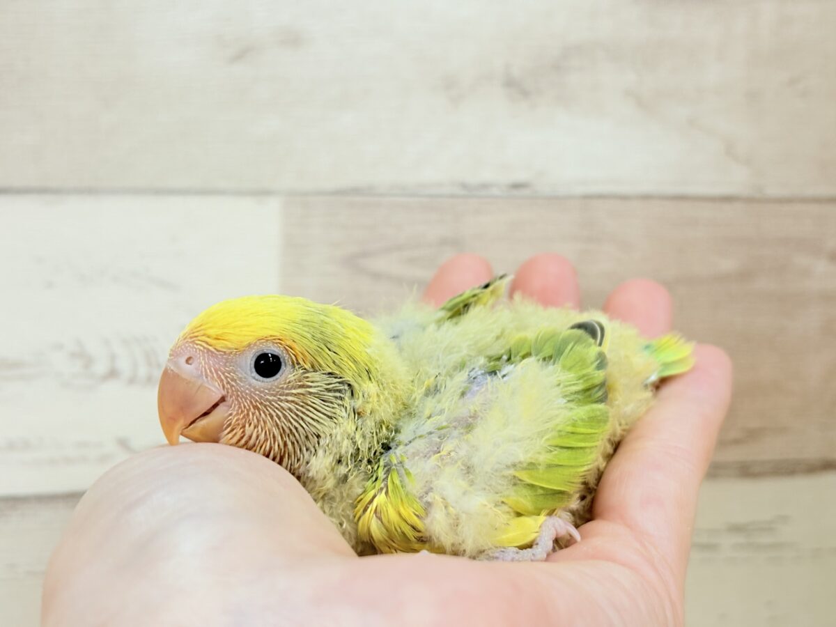 コザクラインコ（小桜インコ）