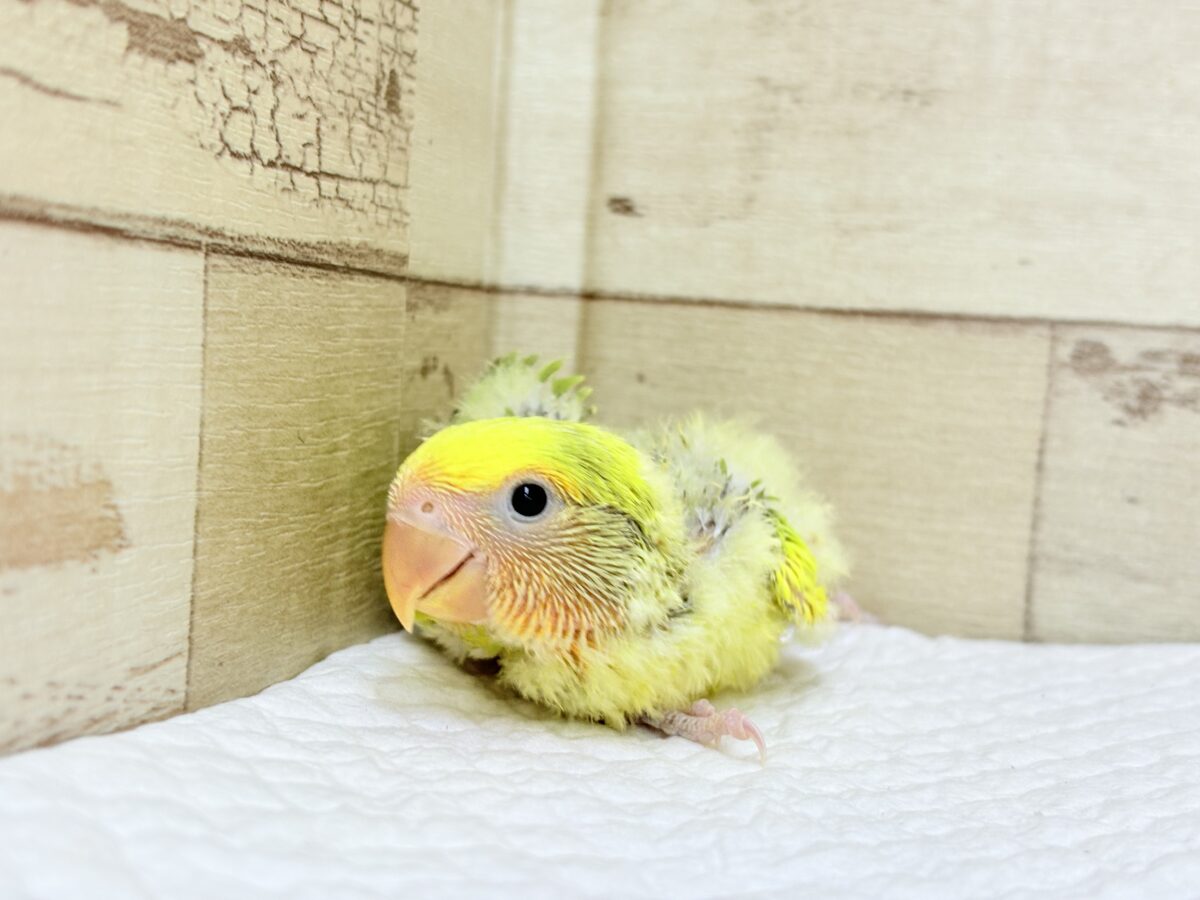 コザクラインコ（小桜インコ）