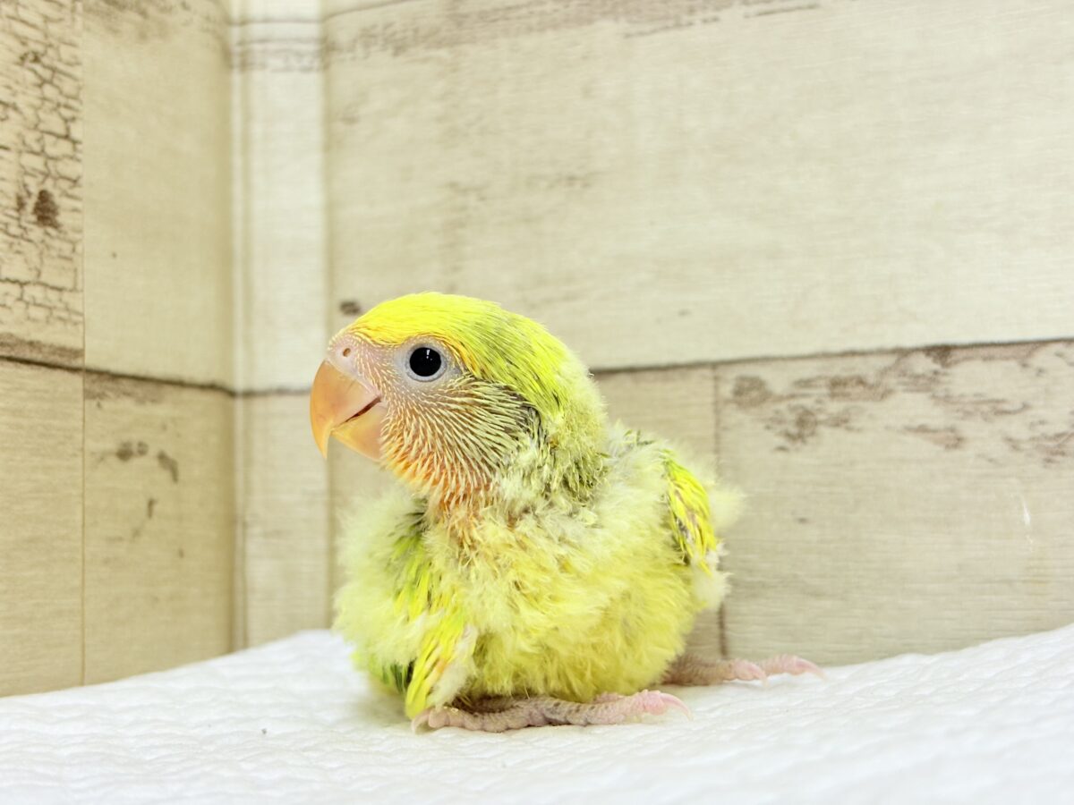 コザクラインコ（小桜インコ）