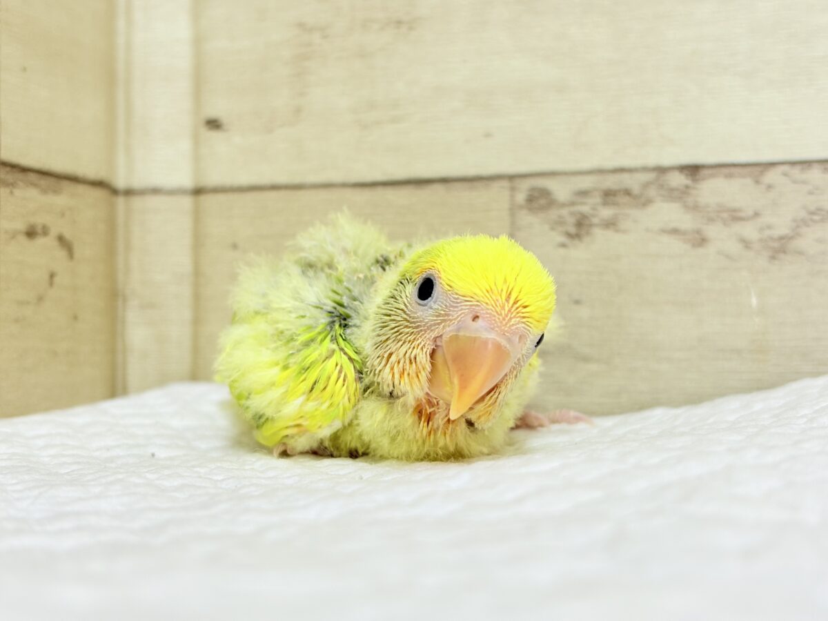 コザクラインコ（小桜インコ）