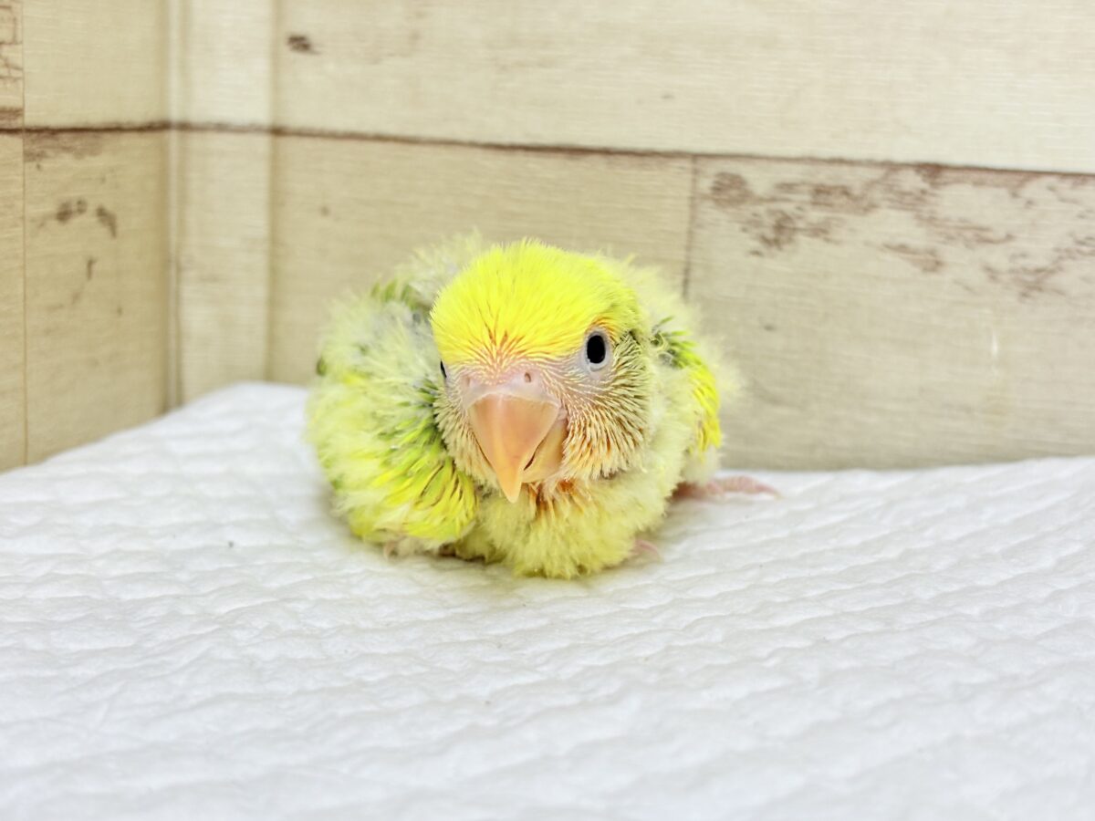 コザクラインコ（小桜インコ）