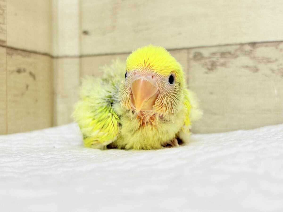 コザクラインコ（小桜インコ）