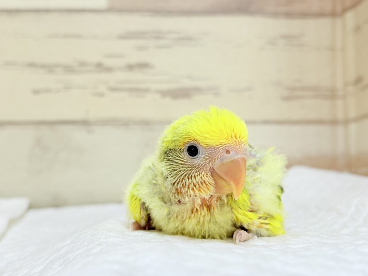 コザクラインコ（小桜インコ）