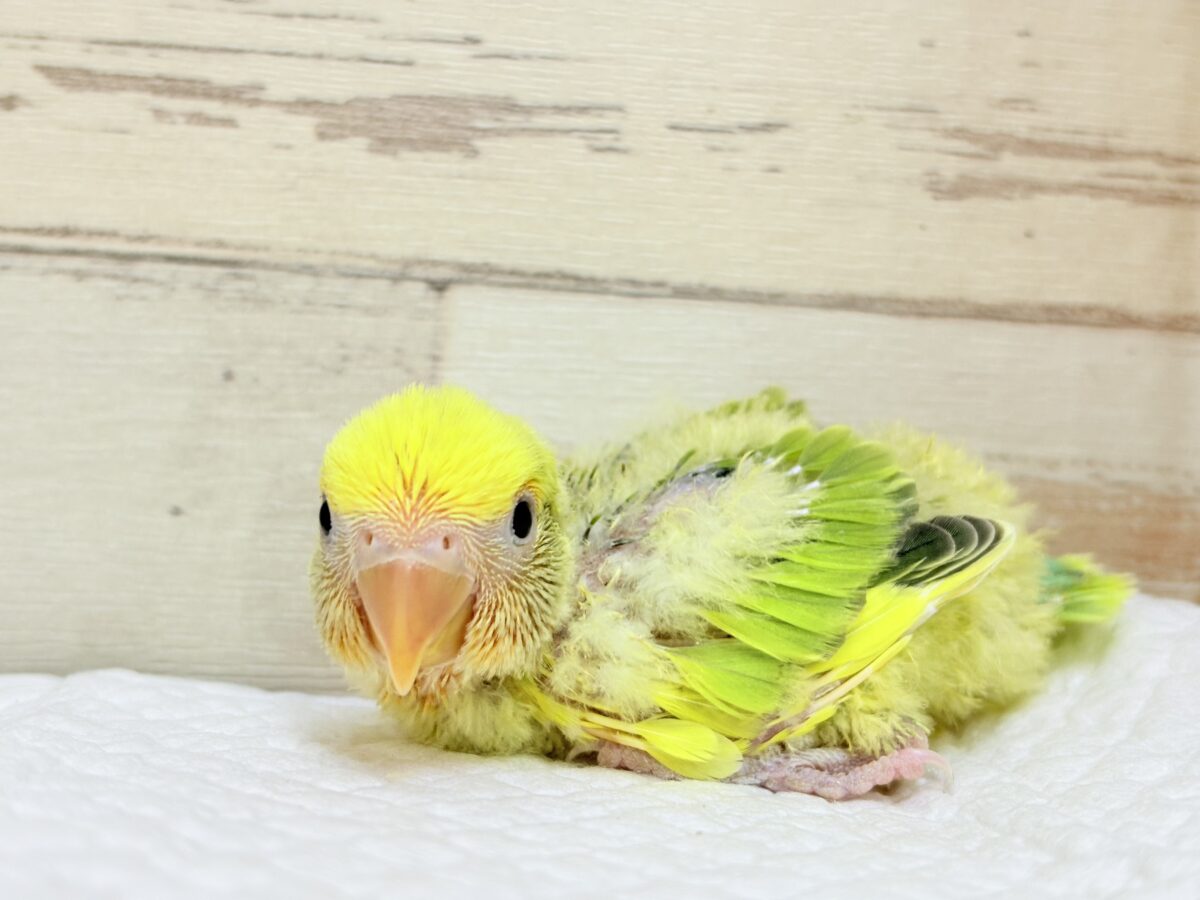 コザクラインコ（小桜インコ）