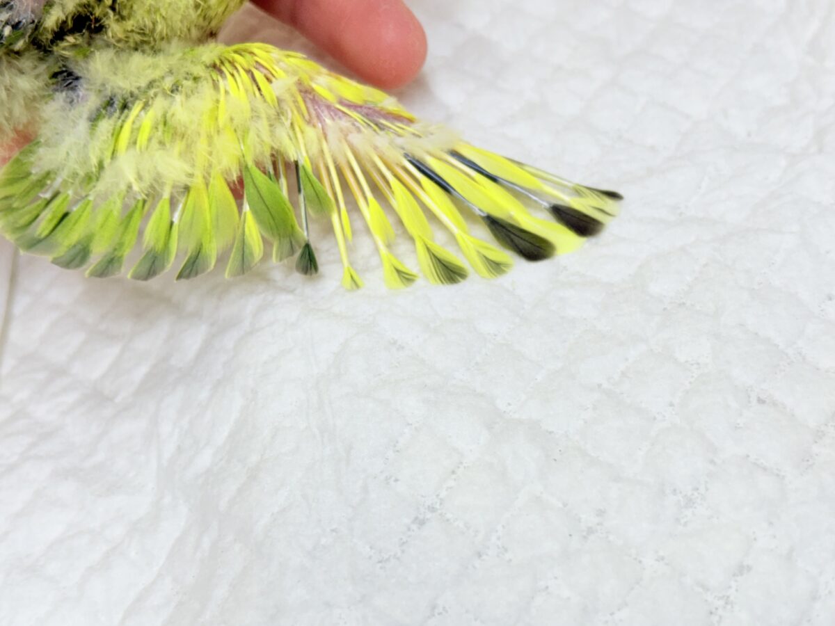 コザクラインコ（小桜インコ）