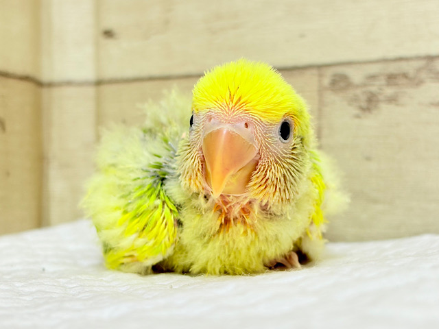 ひよこフォルム🐥もふもふヘアー💐☁️コザクラインコ(タイガーチェリー) ヒナ