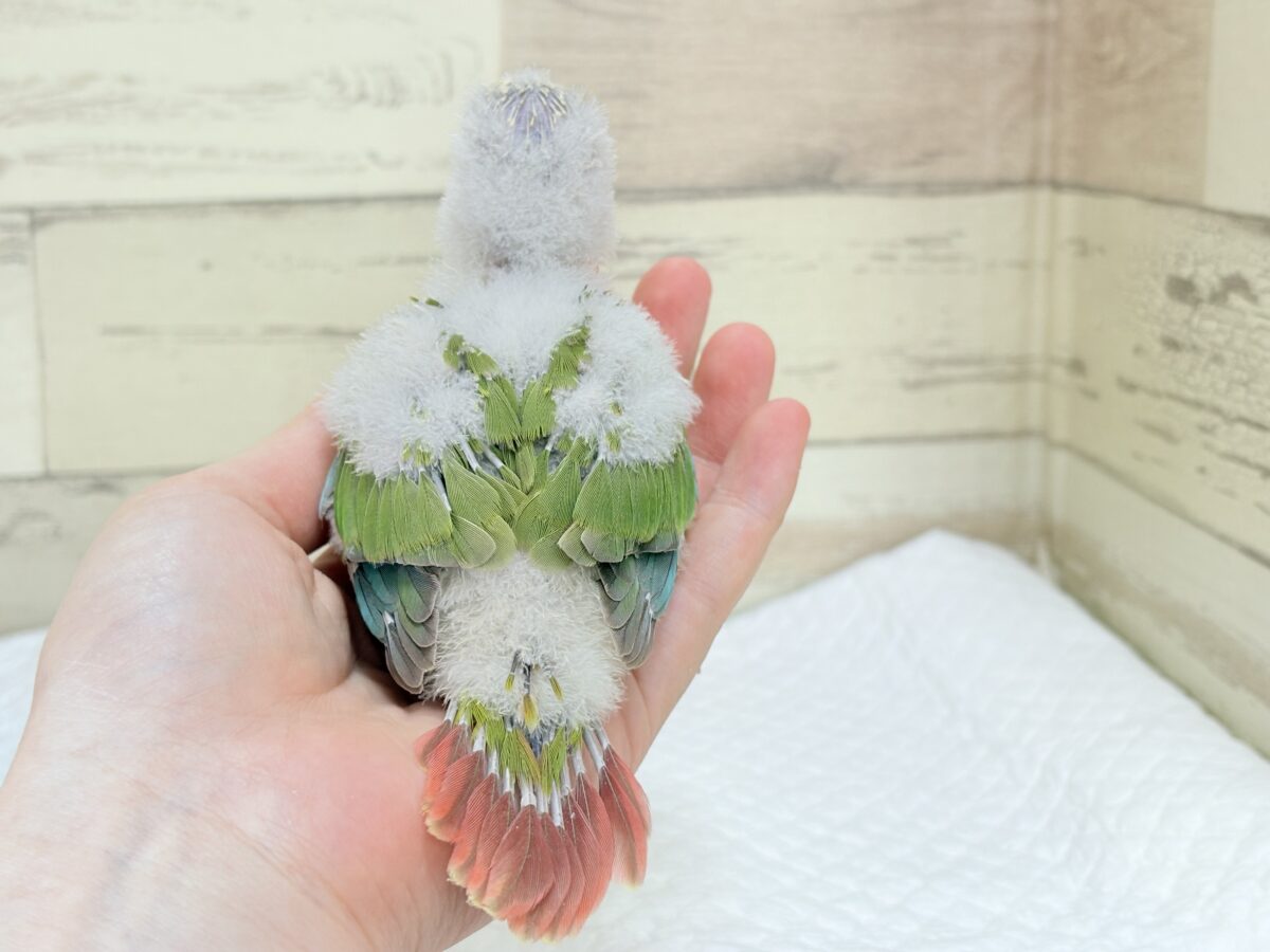 【最新画像・動画更新🪄】常夏⛱もこもこパインちゃん🐣🍍💖ウロコインコ(パイナップル) ヒナ ホオミドリウロコインコ