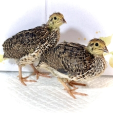 並ウズラ    中ビナ 🐥 🐥🤎🌾･.｡*･.｡*