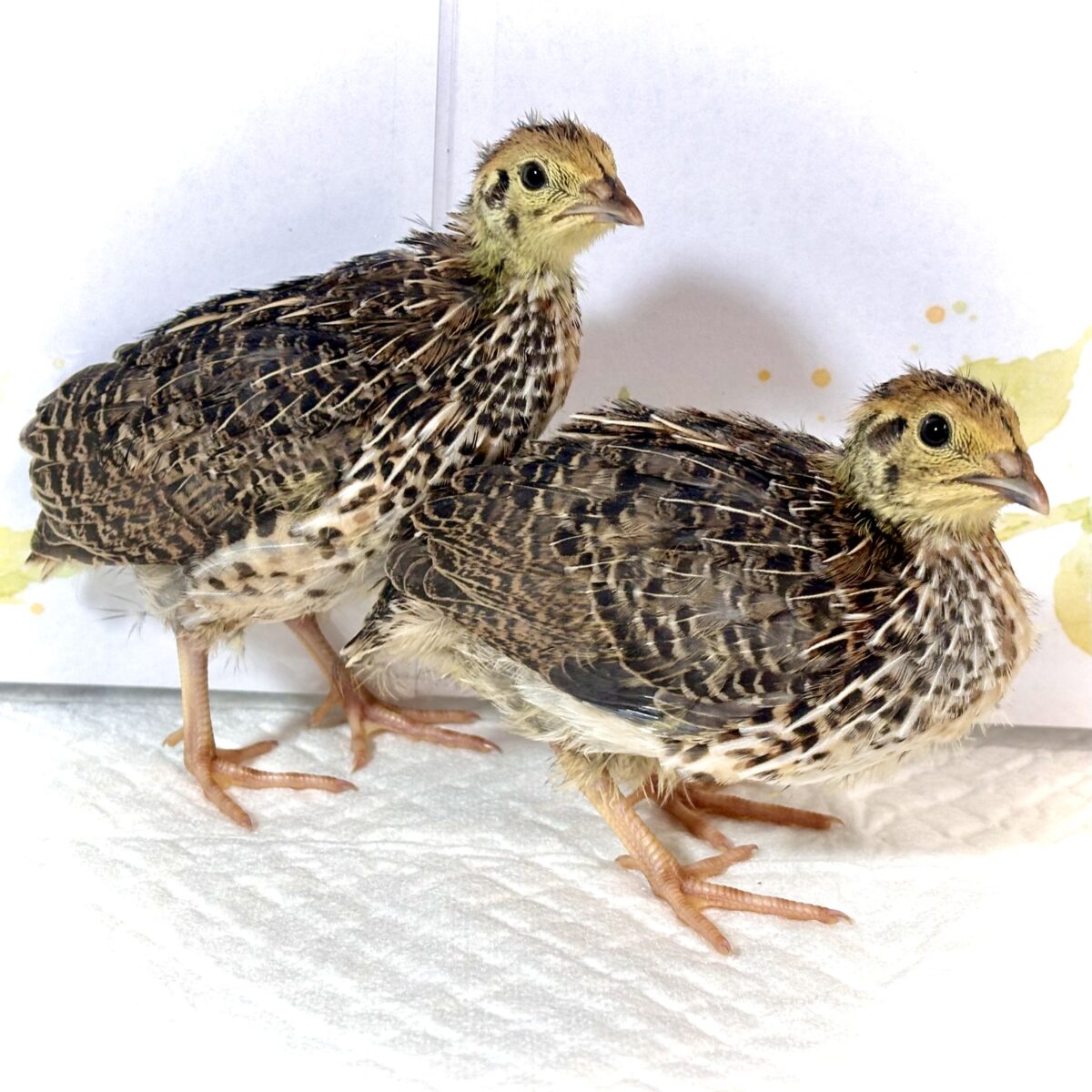 並ウズラ    中ビナ 🐥 🐥🤎🌾･.｡*･.｡*