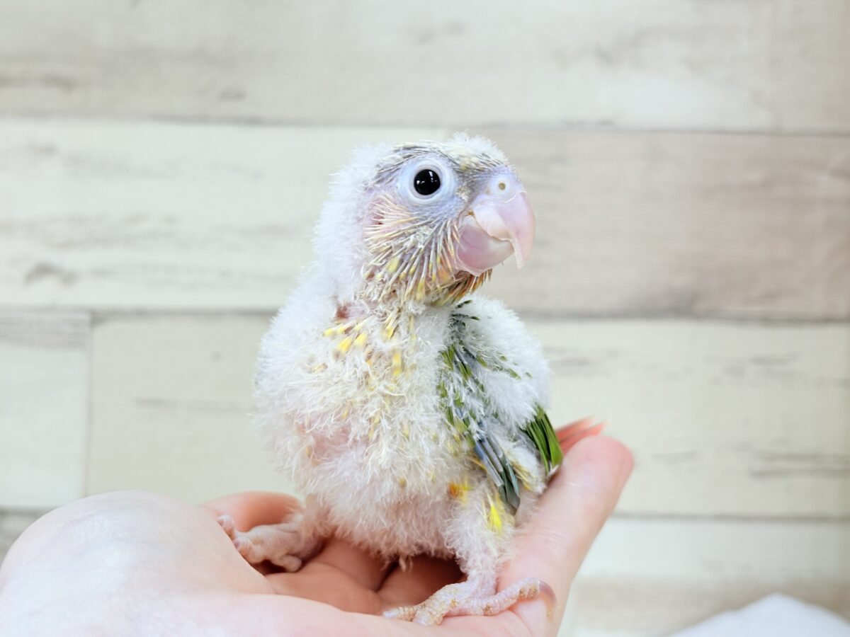【最新画像・動画更新🪄】常夏⛱もこもこパインちゃん🐣🍍💖ウロコインコ(パイナップル) ヒナ ホオミドリウロコインコ