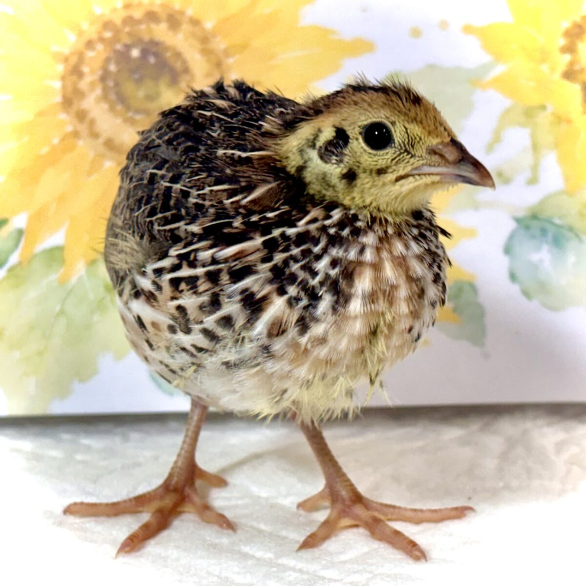並ウズラ 中ビナ 🐥 🐥🤎🌾・.。*・.。* 並ウズラ
