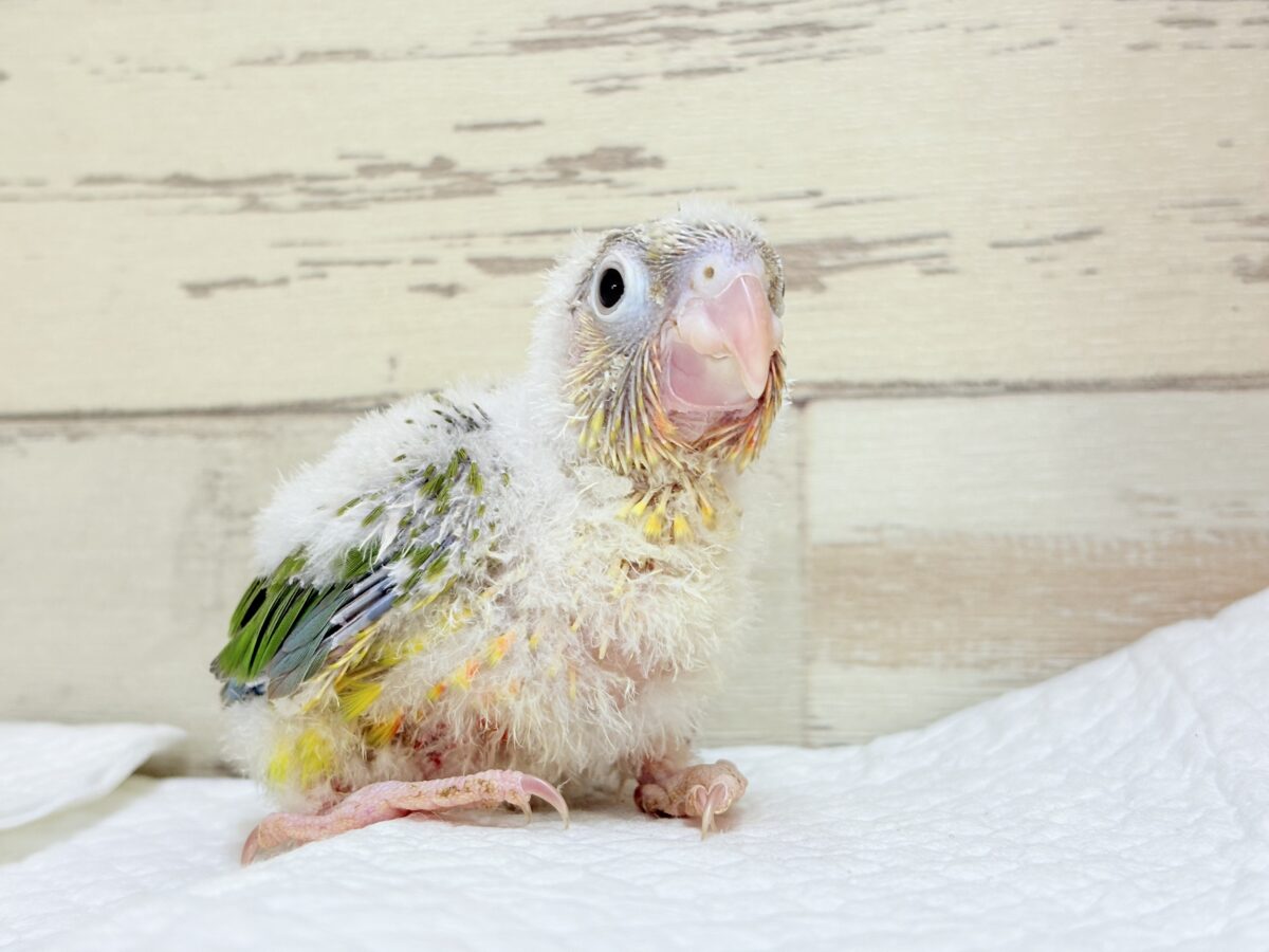 【最新画像・動画更新🪄】常夏⛱もこもこパインちゃん🐣🍍💖ウロコインコ(パイナップル) ヒナ ホオミドリウロコインコ