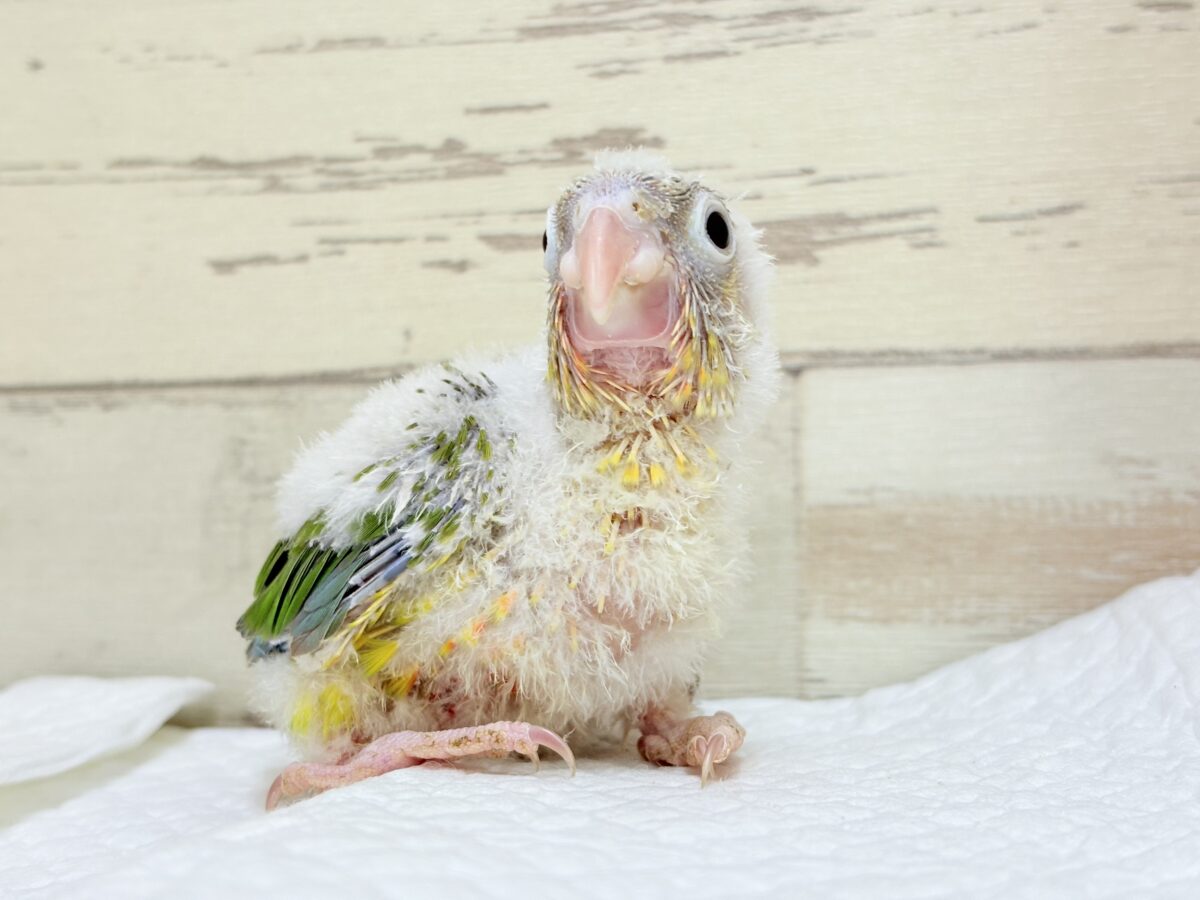 【最新画像・動画更新🪄】常夏⛱もこもこパインちゃん🐣🍍💖ウロコインコ(パイナップル) ヒナ ホオミドリウロコインコ