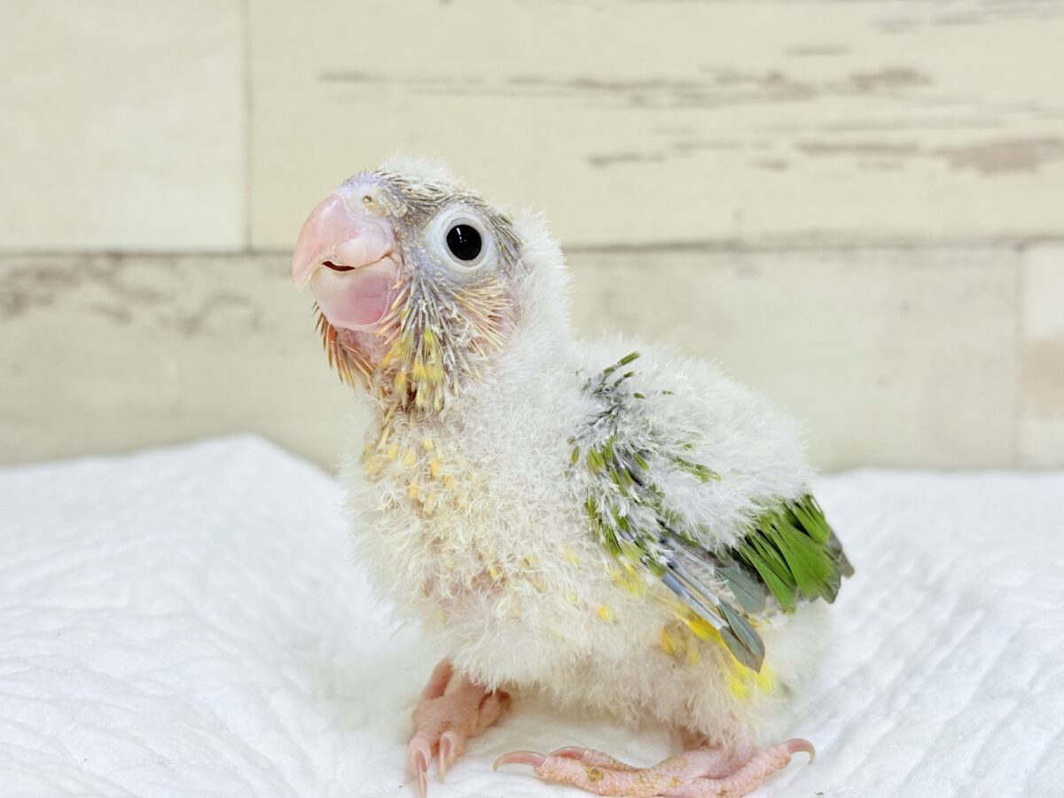 【最新画像・動画更新🪄】常夏⛱もこもこパインちゃん🐣🍍💖ウロコインコ(パイナップル) ヒナ ホオミドリウロコインコ