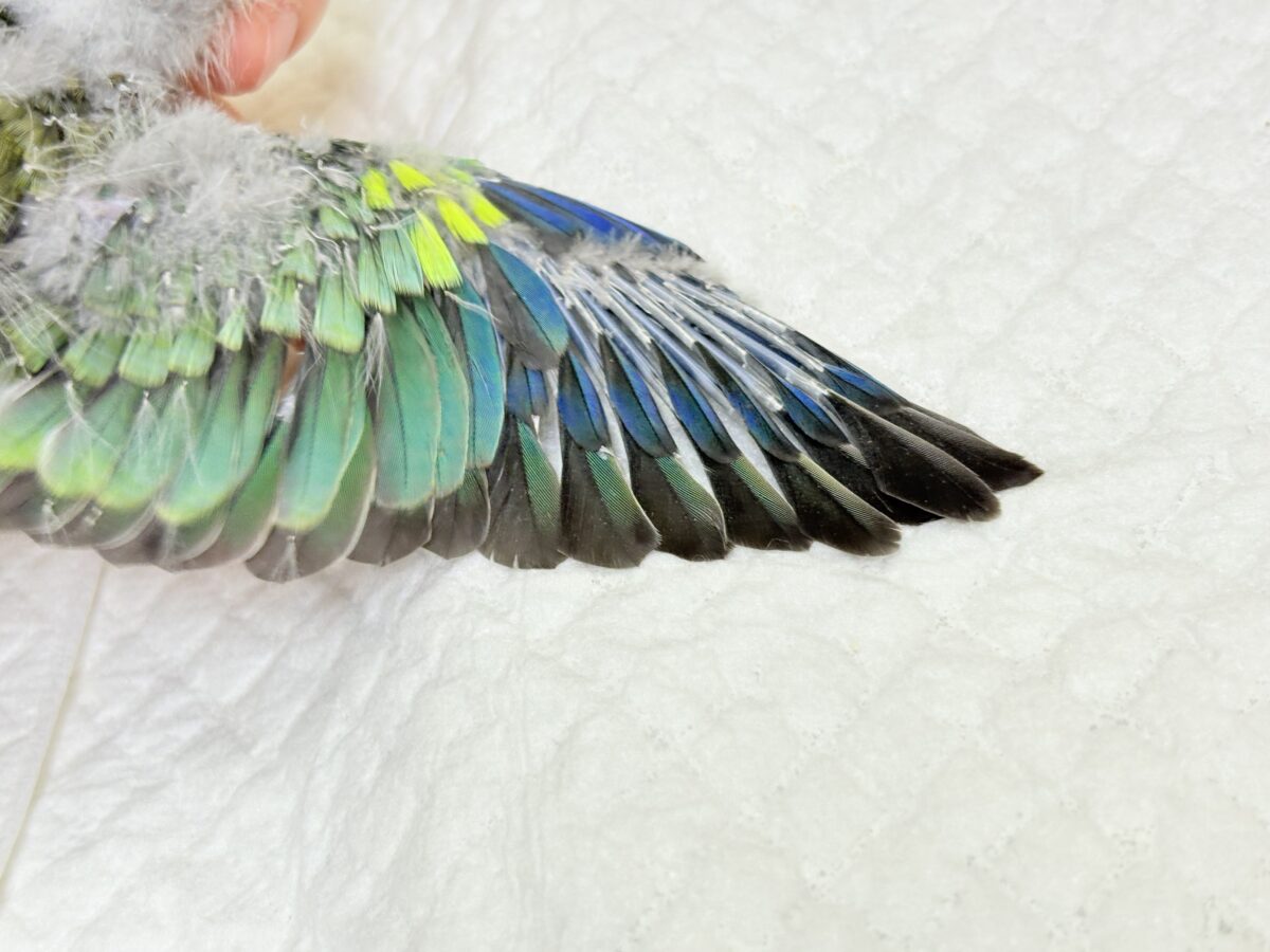 【最新画像更新🪄】美しの声を響かせて〜🐣♬*°ビセイインコ(オパーリン) ヒナ ビセイインコ(美声インコ)