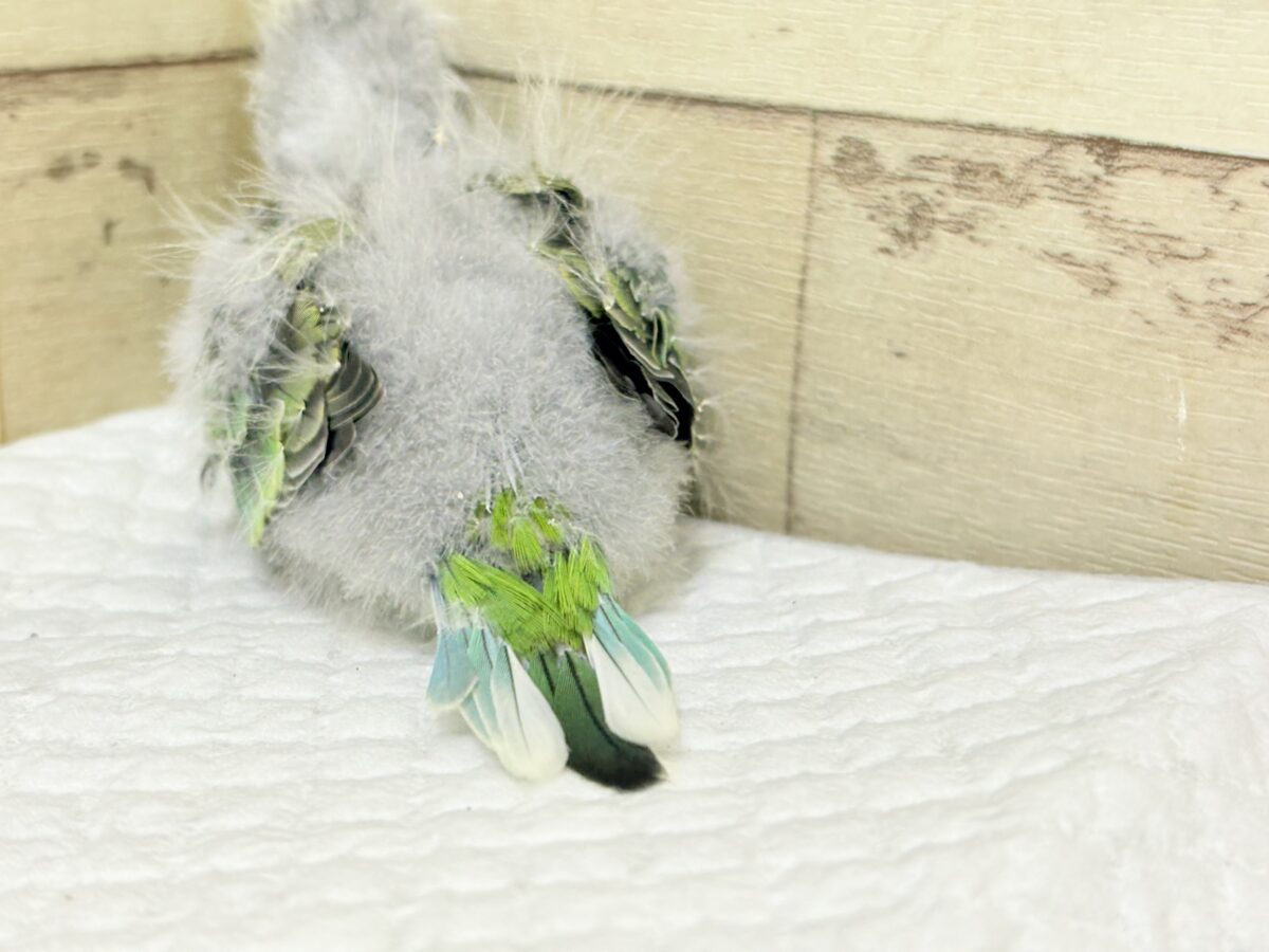 ビセイインコ（美声インコ）