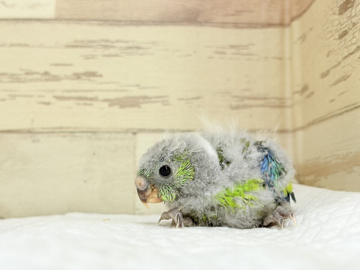 ビセイインコ（美声インコ）