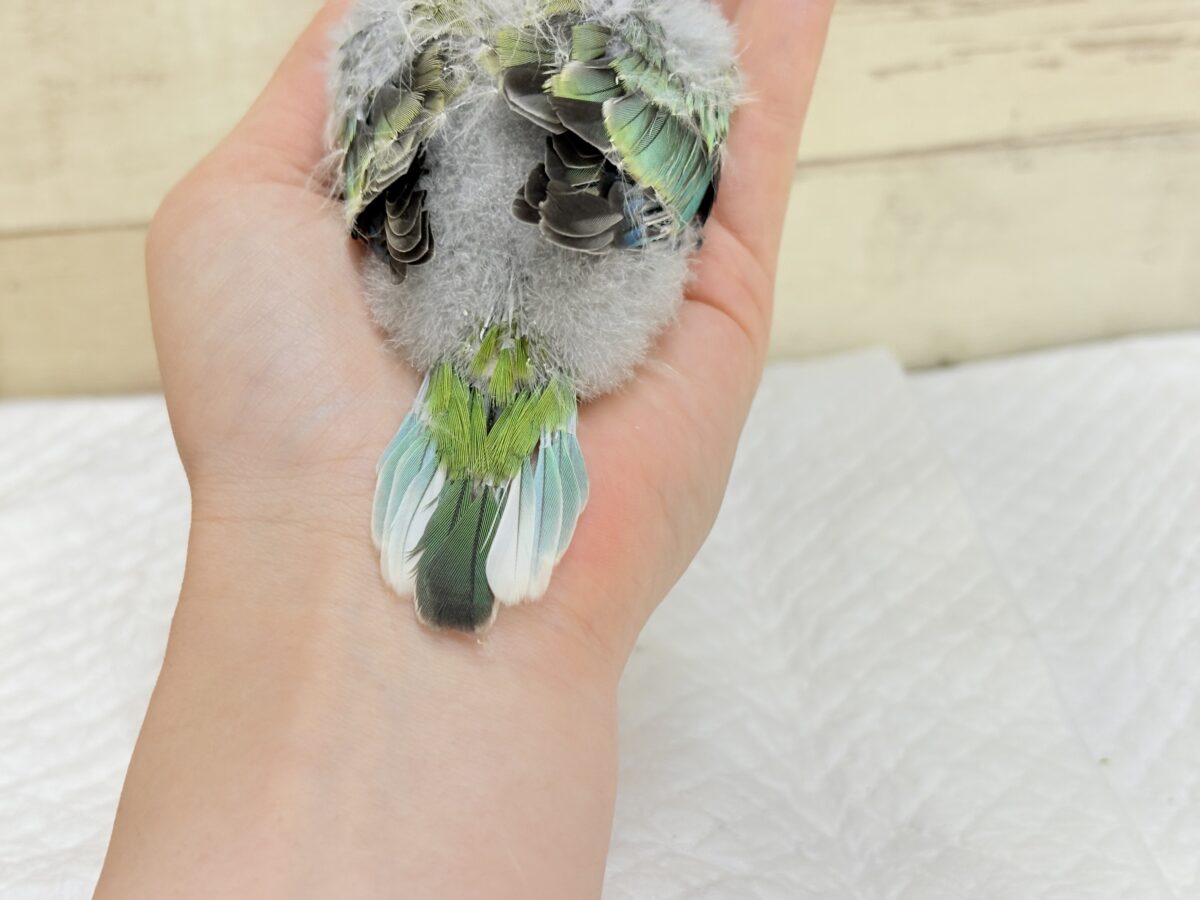 ビセイインコ（美声インコ）