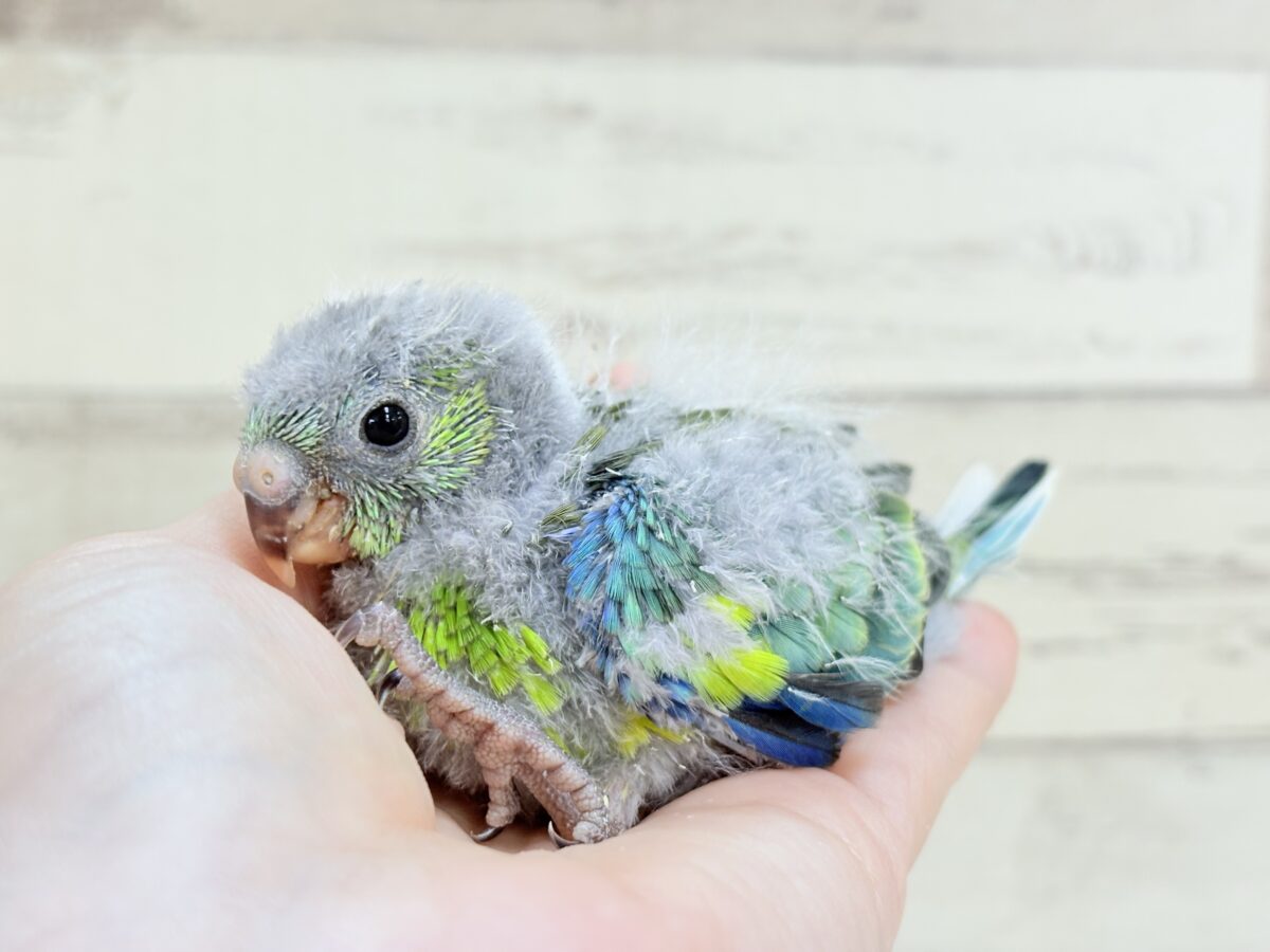 ビセイインコ（美声インコ）