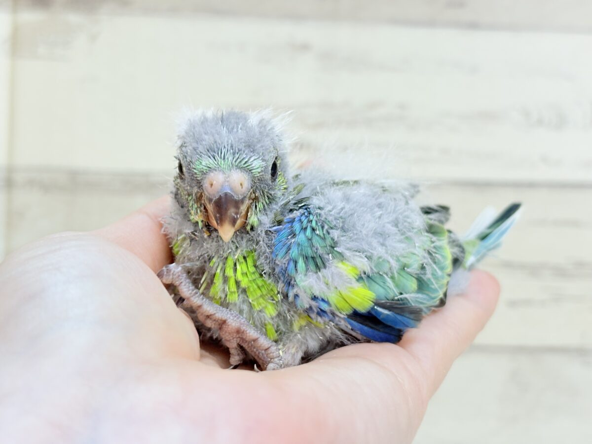 【最新画像更新🪄】美しの声を響かせて〜🐣♬*°ビセイインコ(オパーリン) ヒナ ビセイインコ(美声インコ)