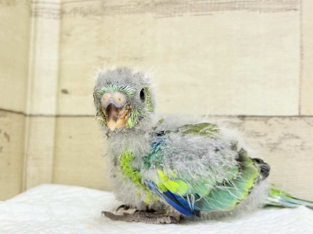 【最新画像更新🪄】美しの声を響かせて〜🐣♬*°ビセイインコ(オパーリン) ヒナ ビセイインコ(美声インコ)