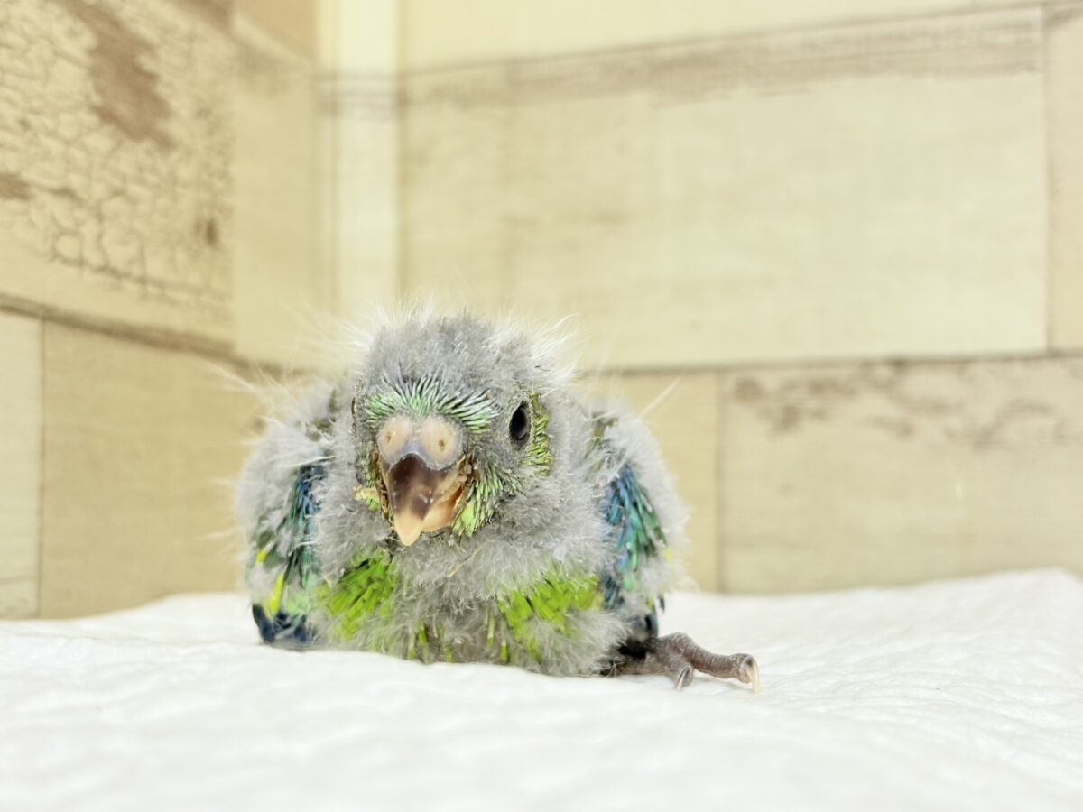 【最新画像更新🪄】美しの声を響かせて〜🐣♬*°ビセイインコ(オパーリン) ヒナ ビセイインコ(美声インコ)
