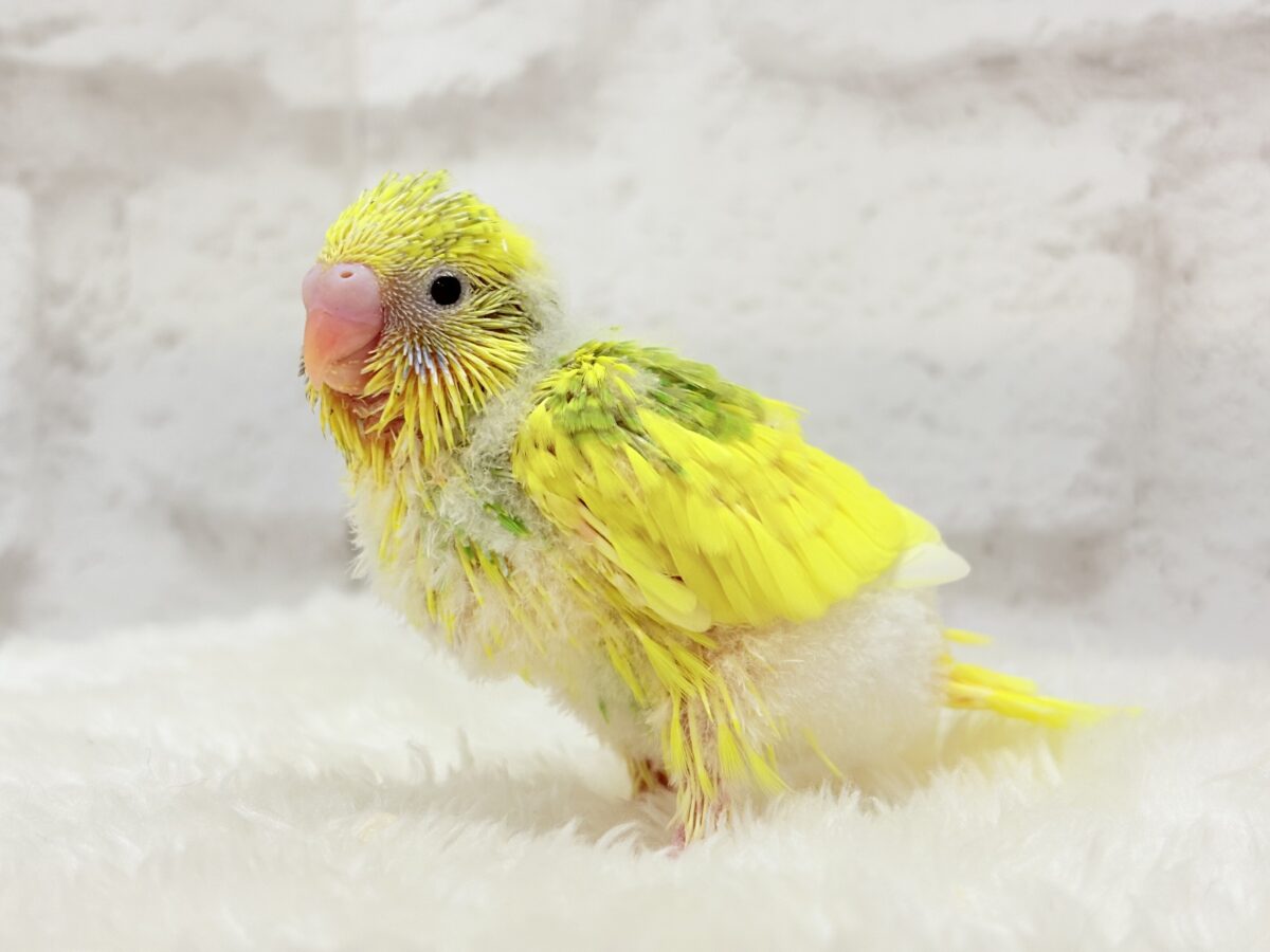 セキセイインコ