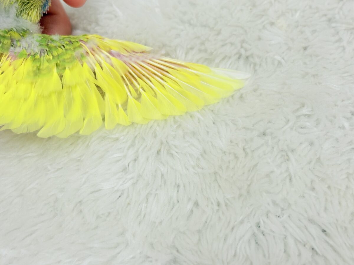 セキセイインコ