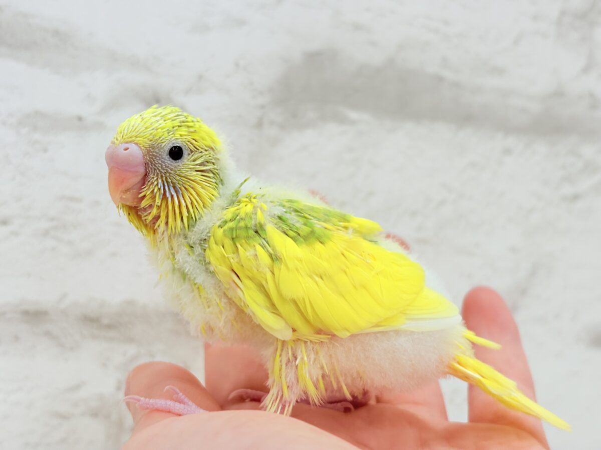 セキセイインコ