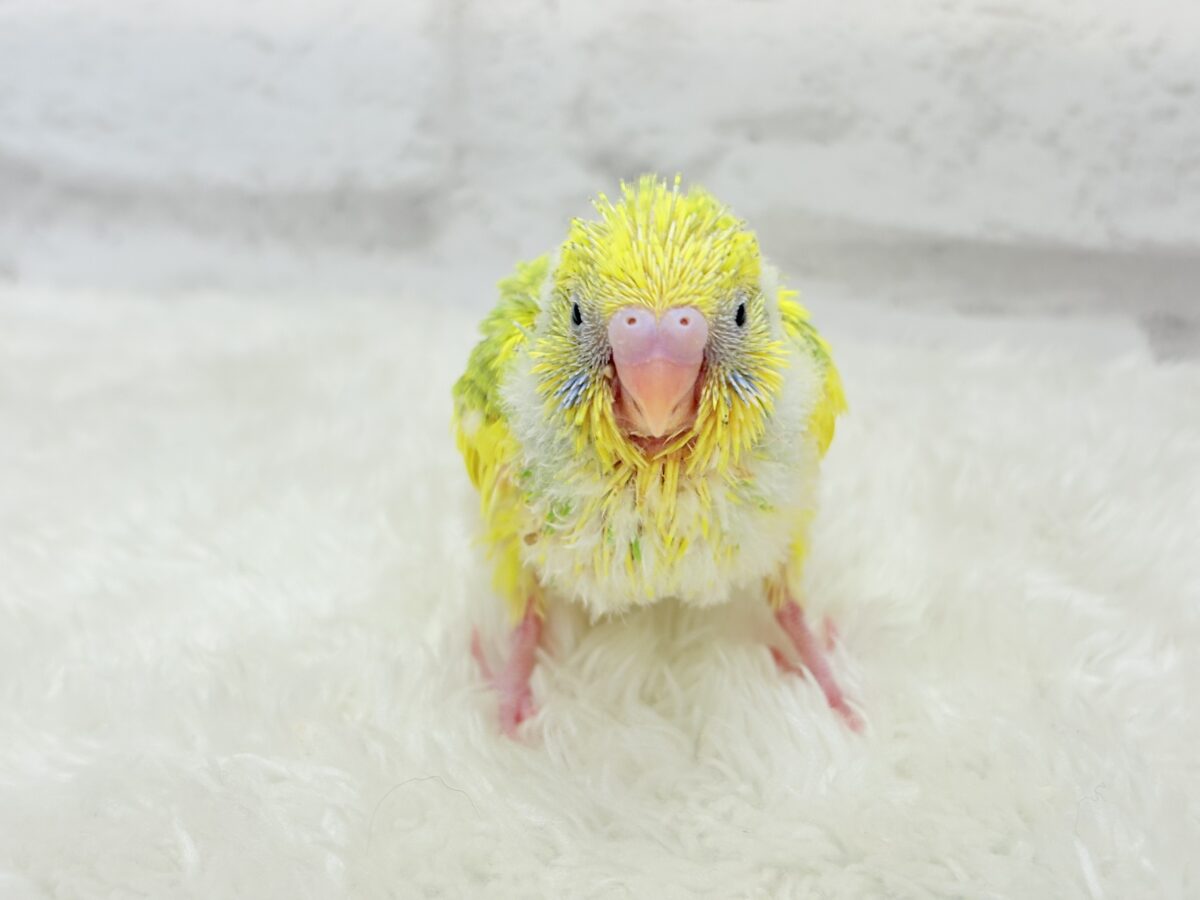 セキセイインコ