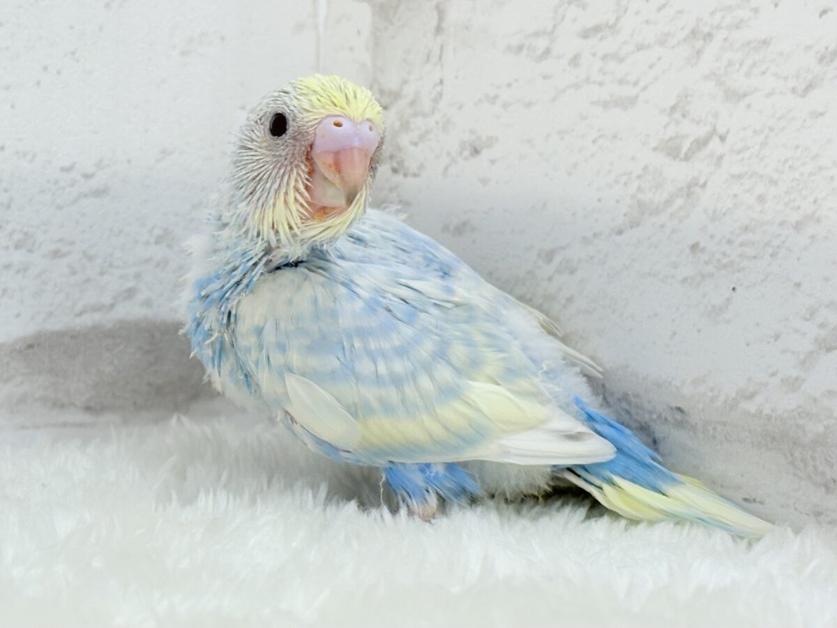 【最新画像更新🪄】表情豊かなヒナちゃんです🐣✿.*・セキセイインコ(パステルレインボースパングル) ヒナ セキセイインコ