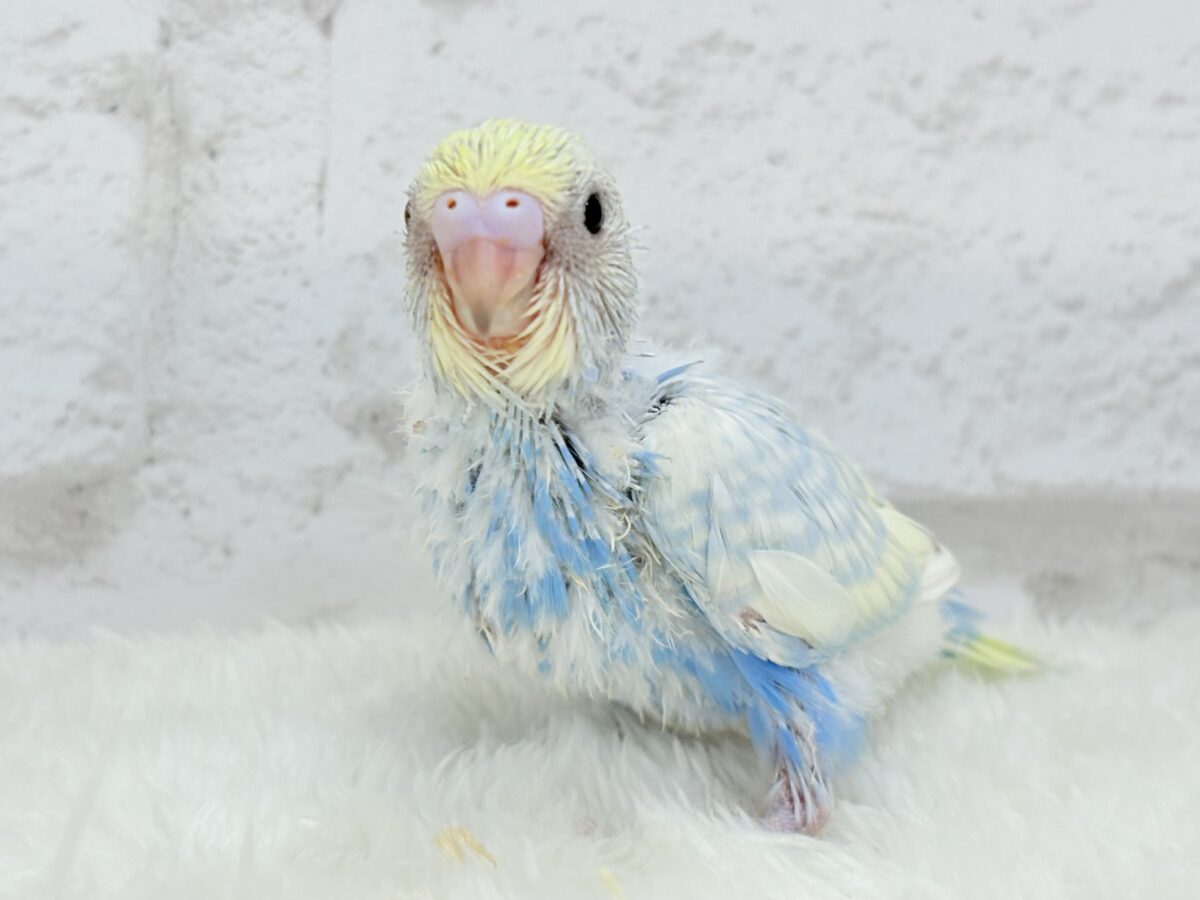 【最新画像更新🪄】表情豊かなヒナちゃんです🐣✿.*・セキセイインコ(パステルレインボースパングル) ヒナ セキセイインコ