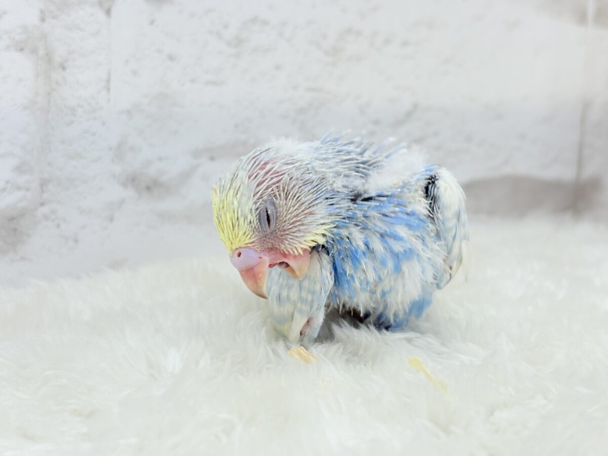 【最新画像更新🪄】表情豊かなヒナちゃんです🐣✿.*・セキセイインコ(パステルレインボースパングル) ヒナ セキセイインコ