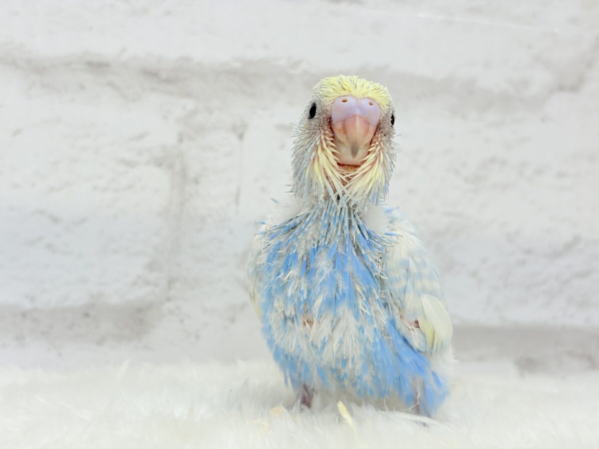 【最新画像更新🪄】表情豊かなヒナちゃんです🐣✿.*・セキセイインコ(パステルレインボースパングル) ヒナ セキセイインコ