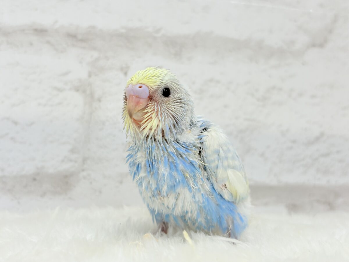 【最新画像更新🪄】表情豊かなヒナちゃんです🐣✿.*・セキセイインコ(パステルレインボースパングル) ヒナ セキセイインコ