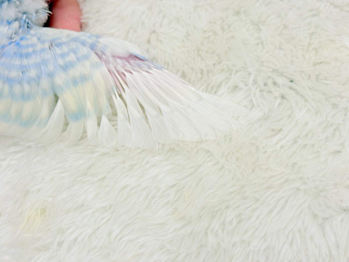 【最新画像更新🪄】表情豊かなヒナちゃんです🐣✿.*・セキセイインコ(パステルレインボースパングル) ヒナ セキセイインコ