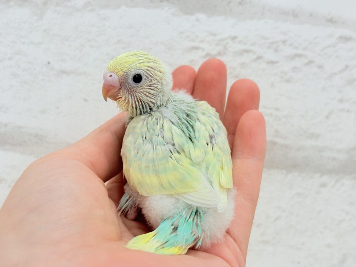 セキセイインコ