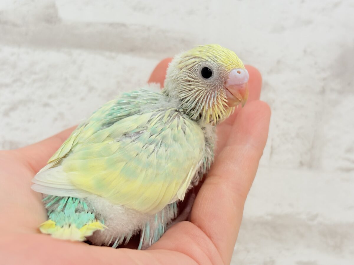 セキセイインコ