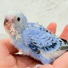 きゅるるんおめめに一目惚れ🐣💖セキセイインコ(オパーリン) ヒナ