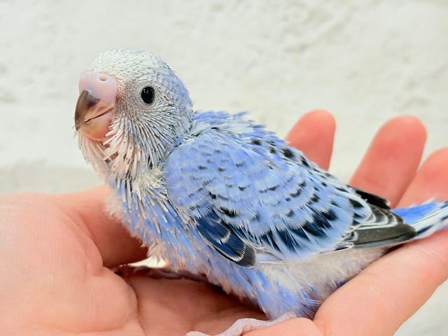 きゅるるんおめめに一目惚れ🐣💖セキセイインコ(オパーリン) ヒナ