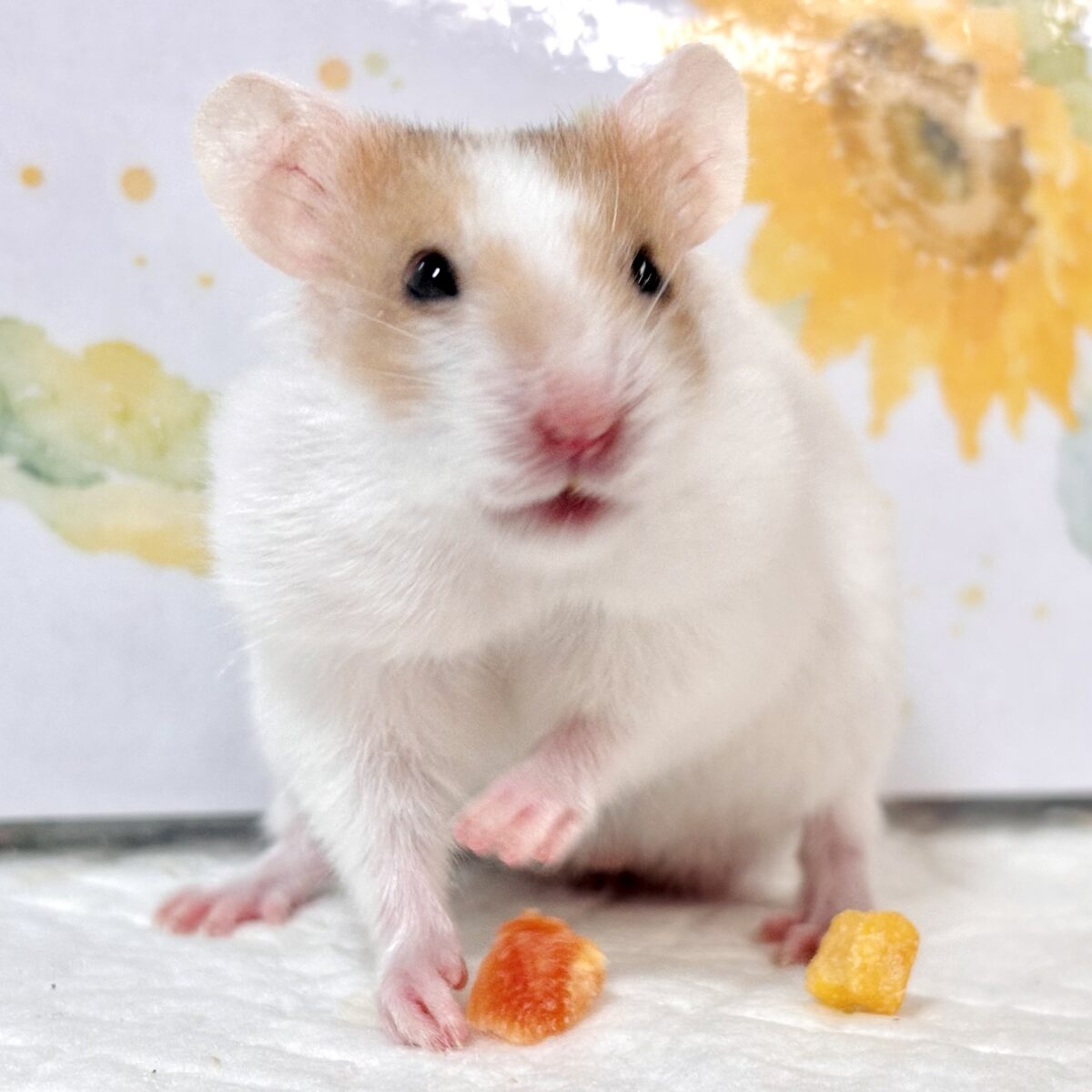 ゴールデンハムスター ドミノ 男の子🤎🤍🐹 ゴールデンハムスター