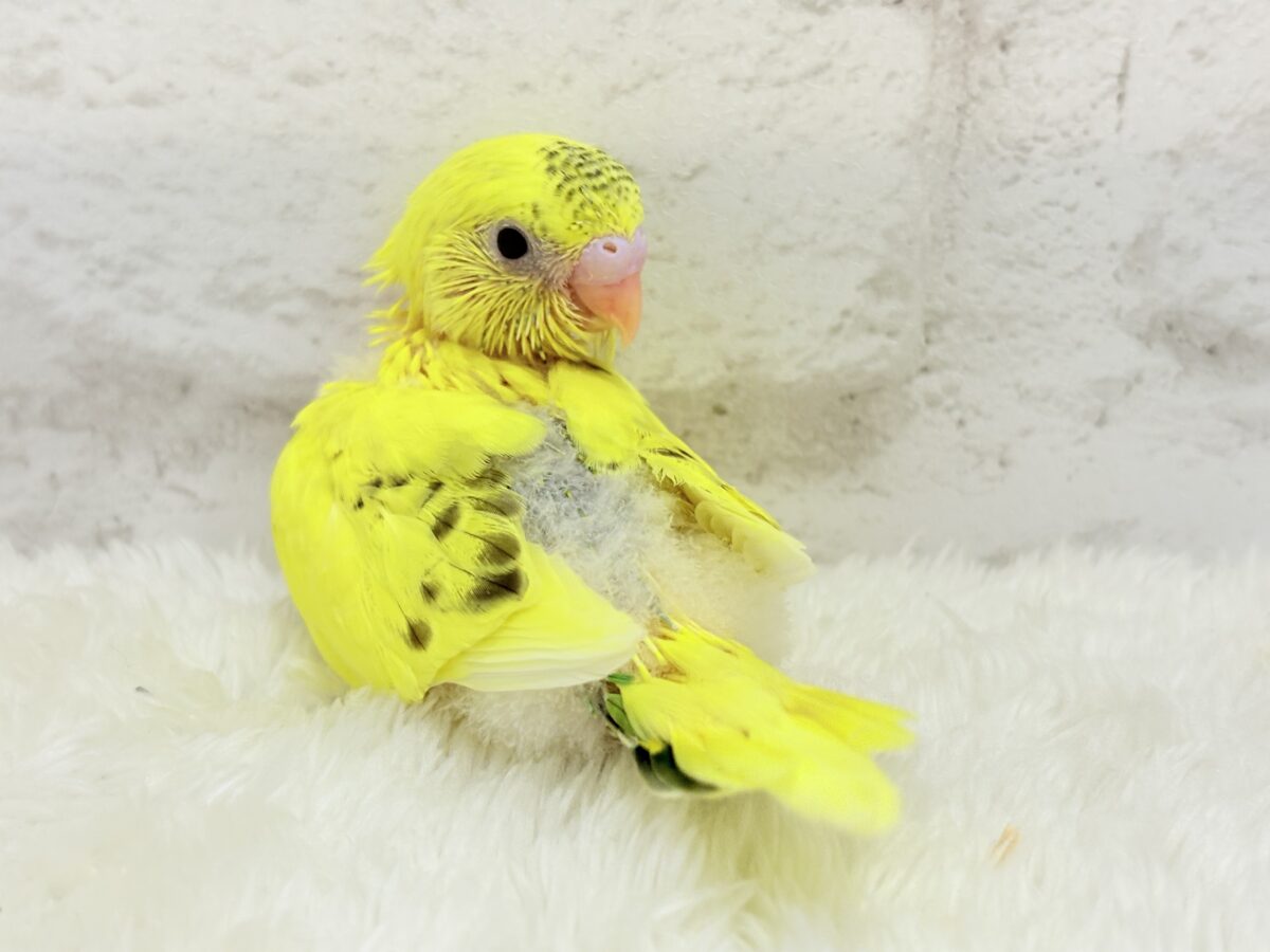 セキセイインコ