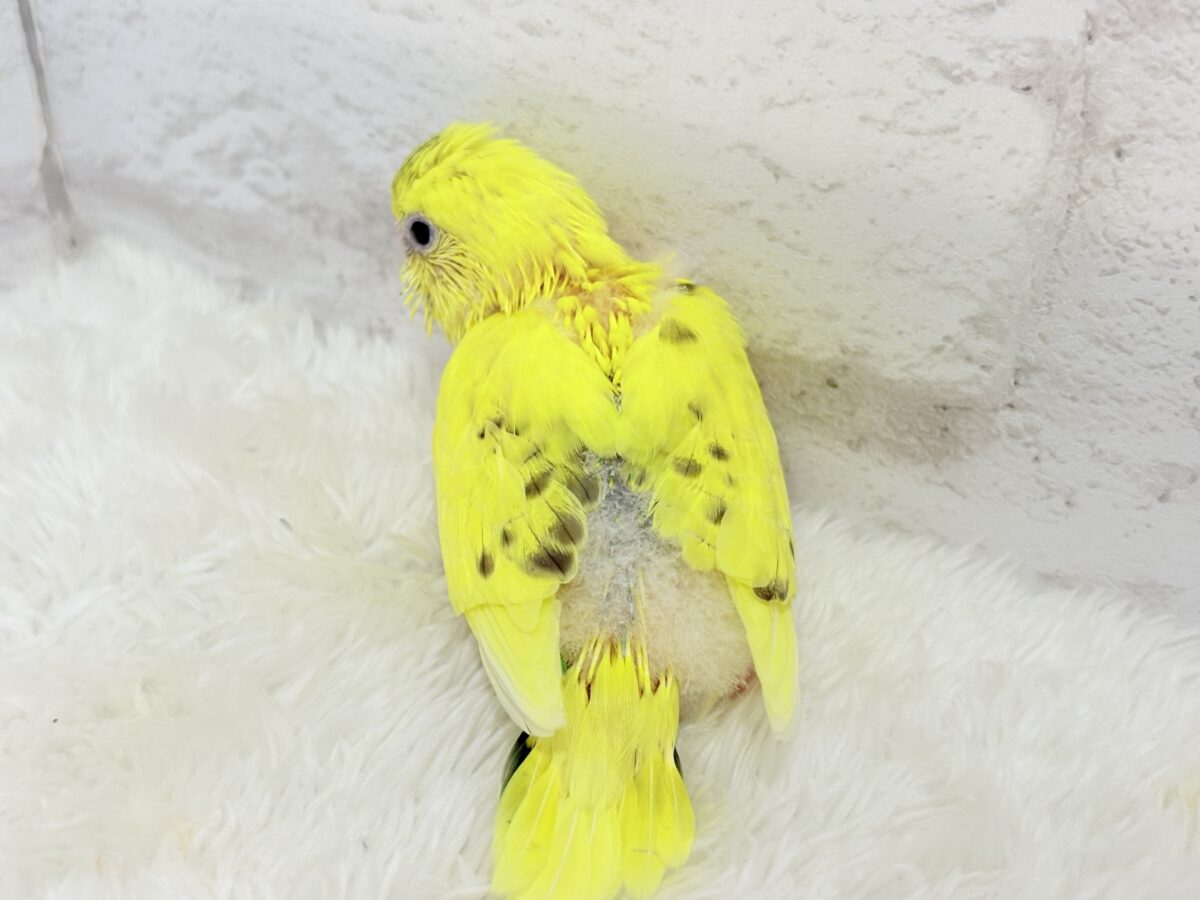 セキセイインコ