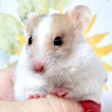 ゴールデンハムスター  ドミノ  男の子🤎🤍🐹