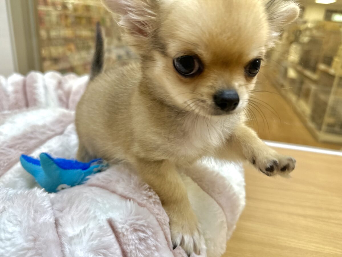 チワワ