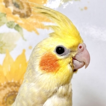 オカメインコ シナモンパール  🤎🧡💛🦜