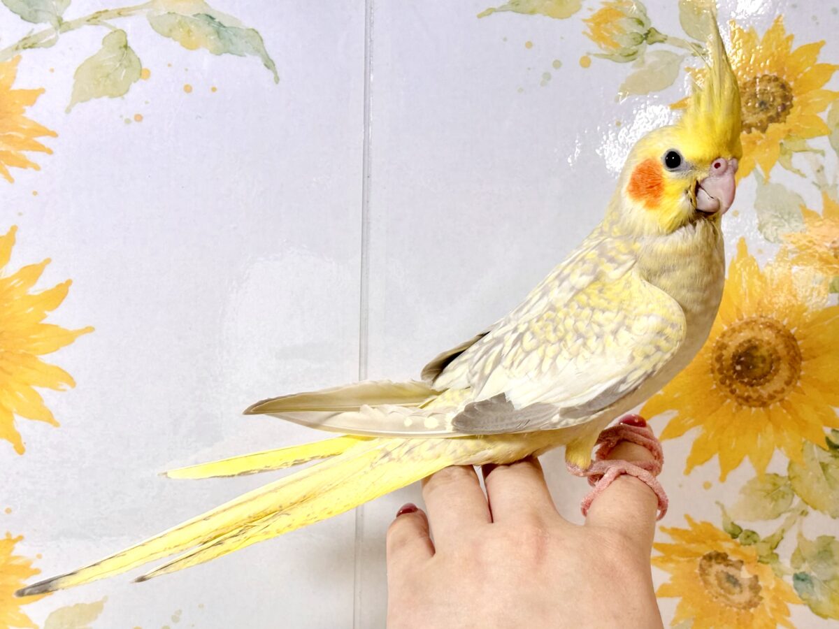 オカメインコ