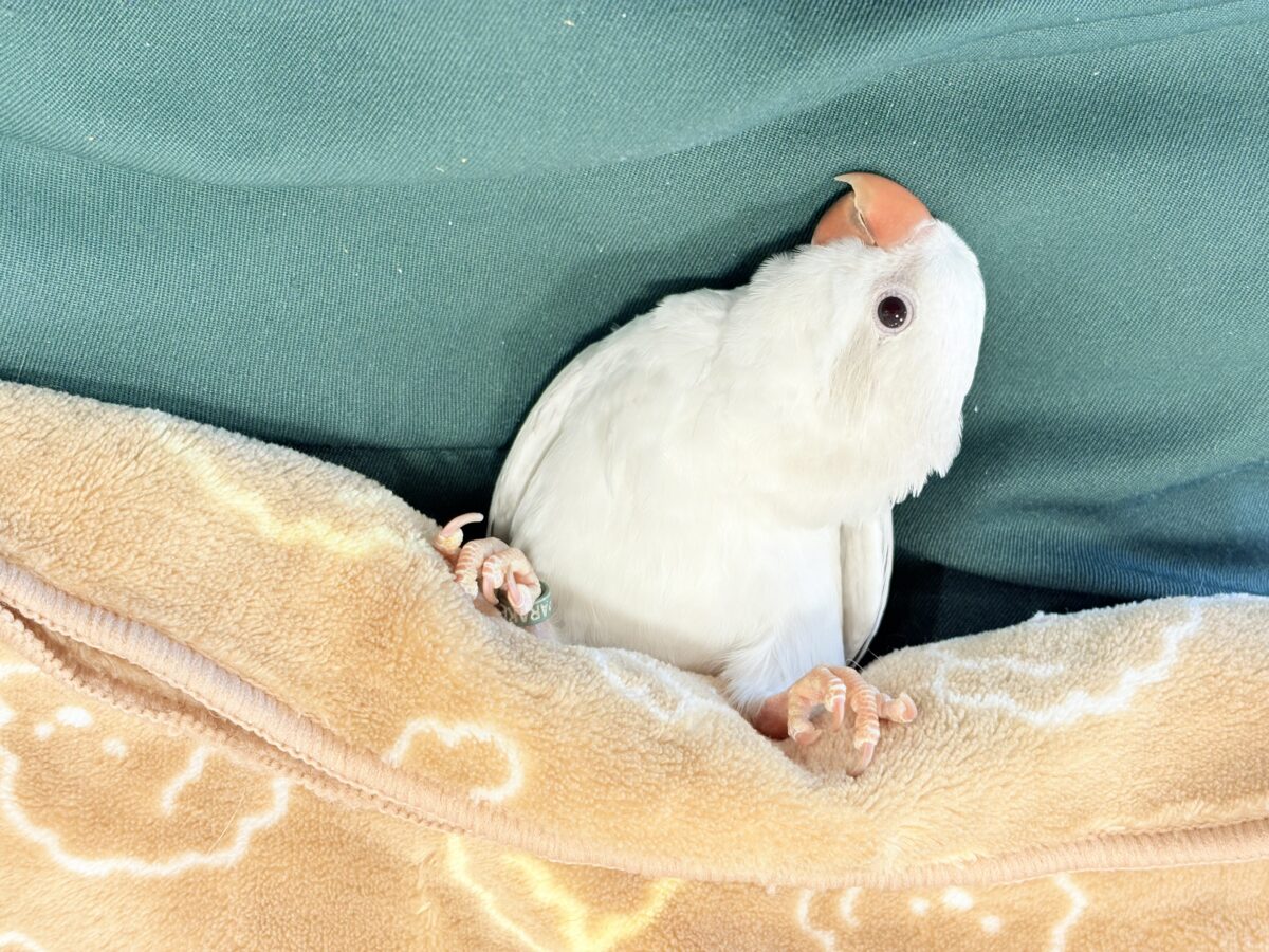 オキナインコ