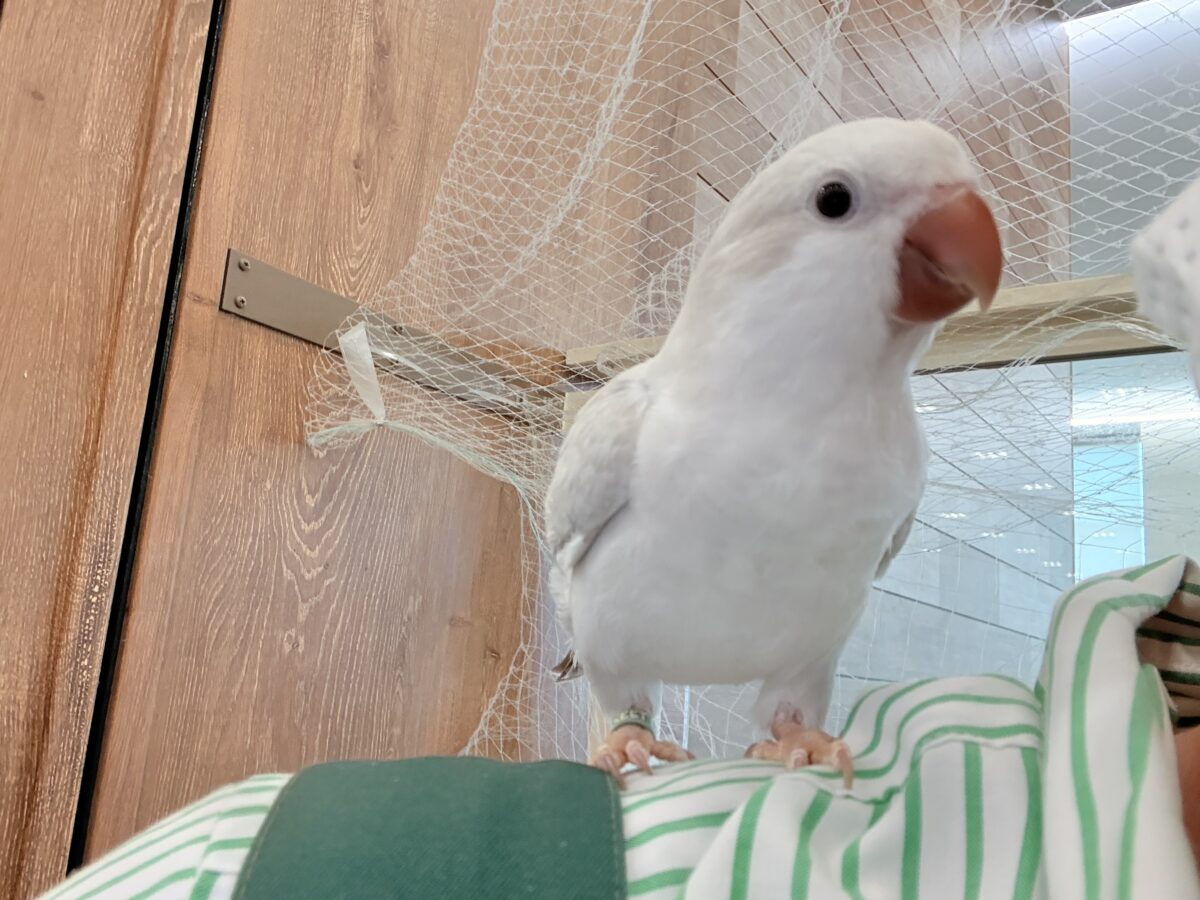 オキナインコ